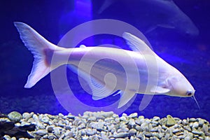 Pangasius hypophthalmus albino in aquarium