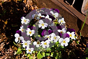 PANGE (Triple Violet) Purple and White Flamboyant Flowers in Early Spring Garde