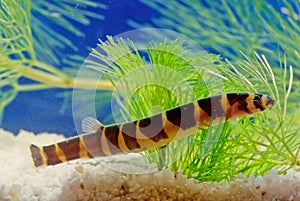 Pangio myersi Myer`s loach, Myer`s kuhli or giant kuhl