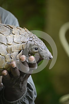 Pangolin