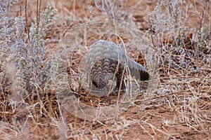 Pangolin