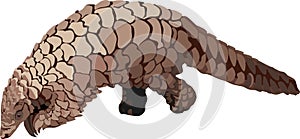 Pangolin Anteater Mammal Animal Vector