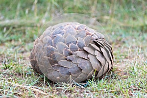 Pangolin lies rolled into ball on grass