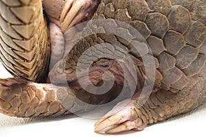 Pangolin Manis javanica isolated on white