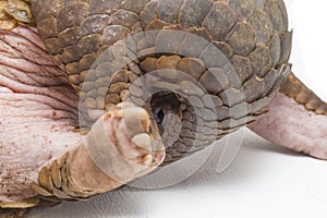 Pangolin Manis javanica isolated on white