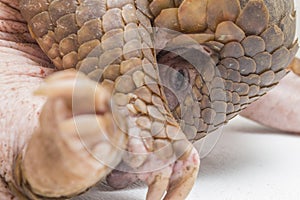 Pangolin Manis javanica isolated on white