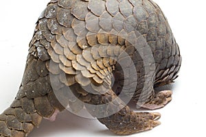 Pangolin Manis javanica isolated on white