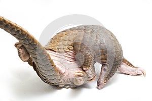 Pangolin Manis javanica isolated on white