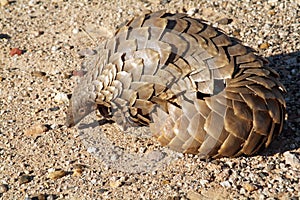 Pangolin in the Northern Cape S Africa