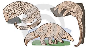 Pangolin or scaly anteater, a scales covered mammal from tropical areas such as Africa and Asia