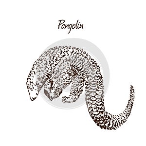 Pangolin sketch hand drawn illustration. Exotic wild animal. Ink dawing isolated on white background.