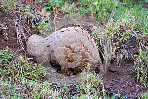 Pangolin stands in mud between grass tufts