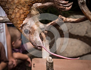 Pangolin Tongue