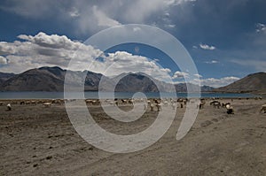 Pangong tso