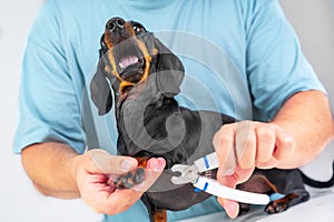 Panic funny dog from cutting nails with nail clipper pet hysteria hygiene