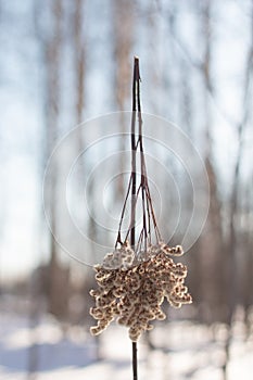 Panicle of broken dry grass against the background of the forest