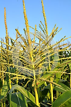 Panicle of corn blooms in a field