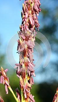 Panicle of corn blooms in a field