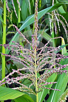 Panicle of corn blooms in a field