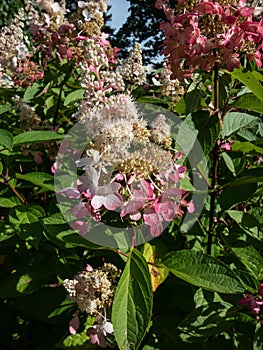 Panicle Hydrangea (Hydrangea paniculata) \'Pinky Winky\' with large panicles in summer