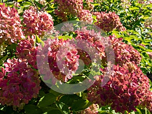 Panicle Hydrangea (Hydrangea paniculata) \'Bombshell\' flowering with rosy pink flowers in late autumn photo