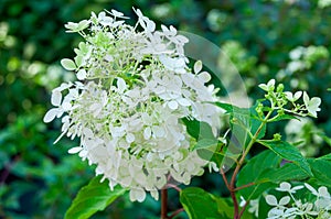 Panicle hydrangea of white color