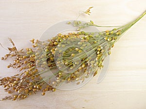 Panicle millet photo