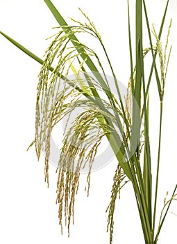 Panicle rice photo