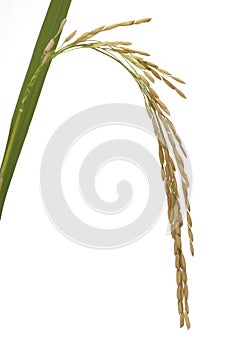 Panicle rice