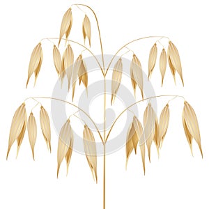 A panicle of ripe oats isolated on a white background. photo