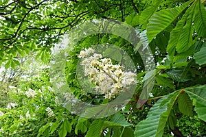 Panicle of white flowers of horse chestnut in May