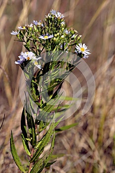 Panicled Aster  602707