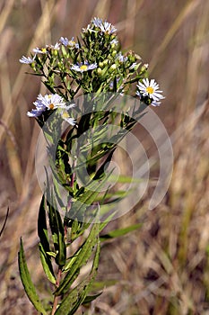 Panicled Aster  602707 photo