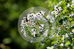 Panicled aster or Symphyotrichum lanceolatum plant branch with multiple small open white flowers with bright yellow center