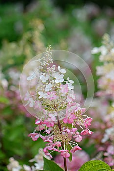 Panicled Hydrangea paniculata, white and pinkish flowers