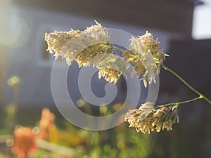panicles of meadow grass on a Sunny day