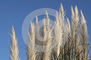 Panicles of pampas grass against the bright blue sky
