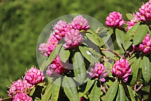 Panicles Of Pink Rhododendron photo