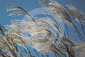 Panicles of reeds on blue sky background