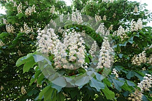 Panicles of white flowers of horse chestnut