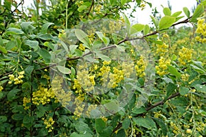 Panicles of yellow flowers of Berberis vulgaris