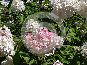 Paniculate hydrangea (Hydrangea paniculata) \'Vanille Fraise\' flowering with fluffy flowers