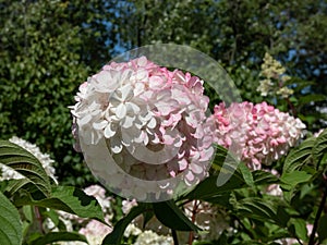 Paniculate hydrangea (Hydrangea paniculata) \'Vanille Fraise\' flowering with pyramid-shaped creamy-white