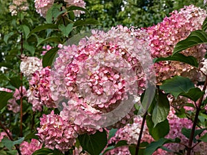 Paniculate hydrangea (Hydrangea paniculata) \'Vanille Fraise\' flowering with pyramid-shaped creamy-white