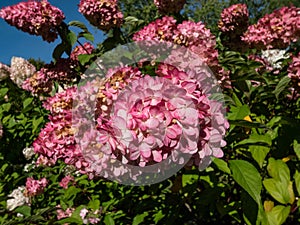 Paniculate hydrangea (Hydrangea paniculata) \'Vanille Fraise\' flowering with pyramid-shaped pink flowers