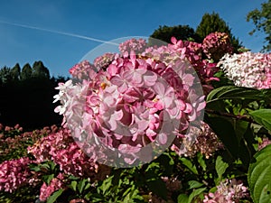 Paniculate hydrangea (Hydrangea) \'Vanille Fraise\' flowering with pyramid-shaped pink flower panicles