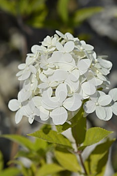 Paniculate hydrangea Limelight