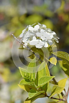 Paniculate hydrangea Limelight