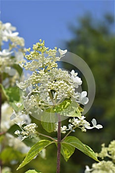 Paniculate hydrangea Ruby