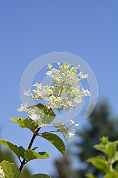 Paniculate hydrangea Ruby